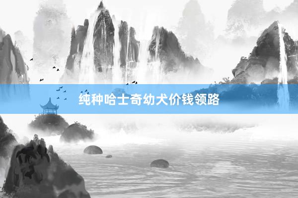 纯种哈士奇幼犬价钱领路